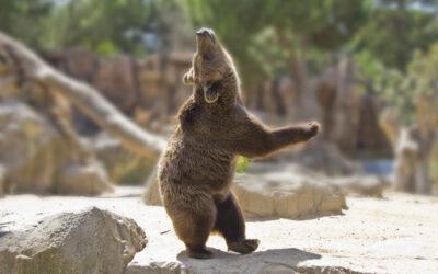 Beware of dancing bears: do disputes differently